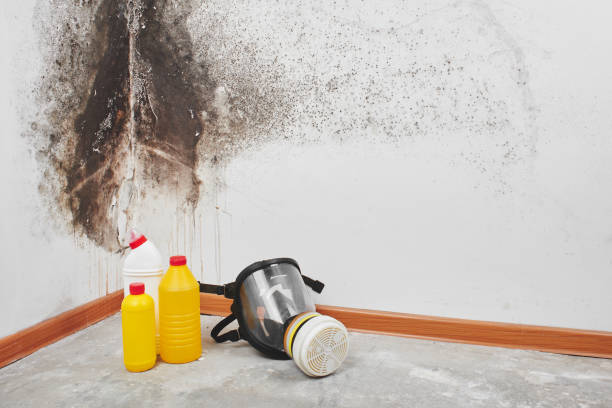 Best Mold Removal and Inspection  in Waikoloa Village, HI