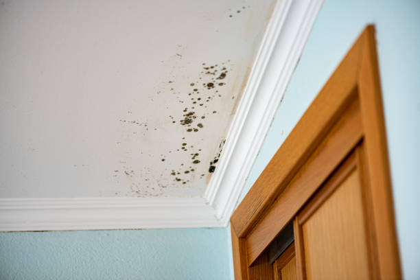 Best Office Mold Removal Services  in Waikoloa Village, HI