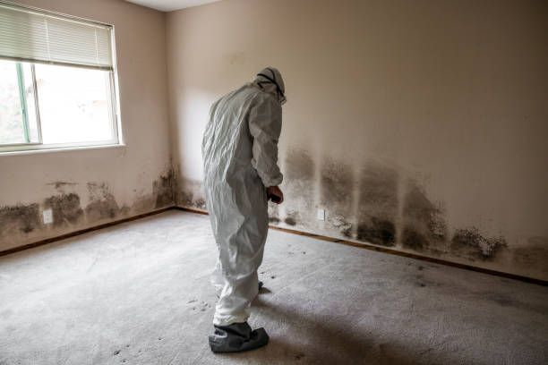 Best Mold Cleaning Services  in Waikoloa Village, HI